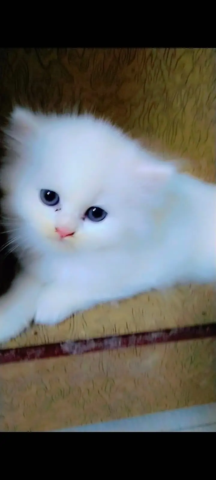 Persian kittens — photo 3