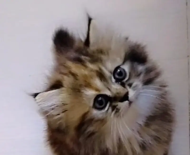 Persian kittens — photo 4