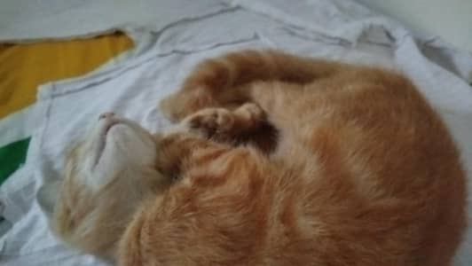 pair of two little Persian kittens