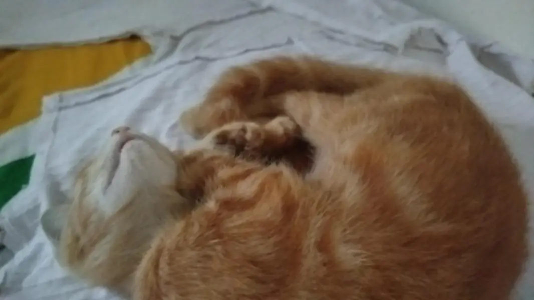 pair of two little Persian kittens