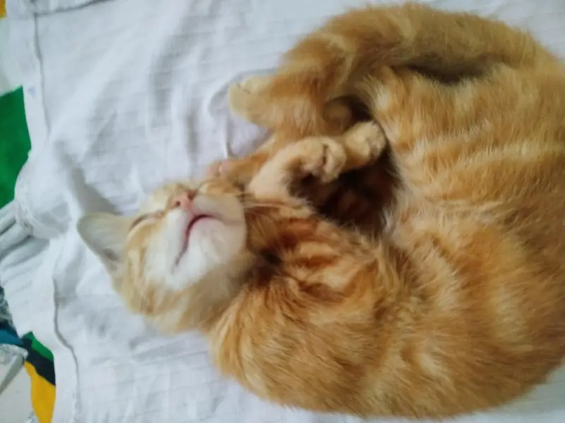 pair of two little Persian kittens — photo 2