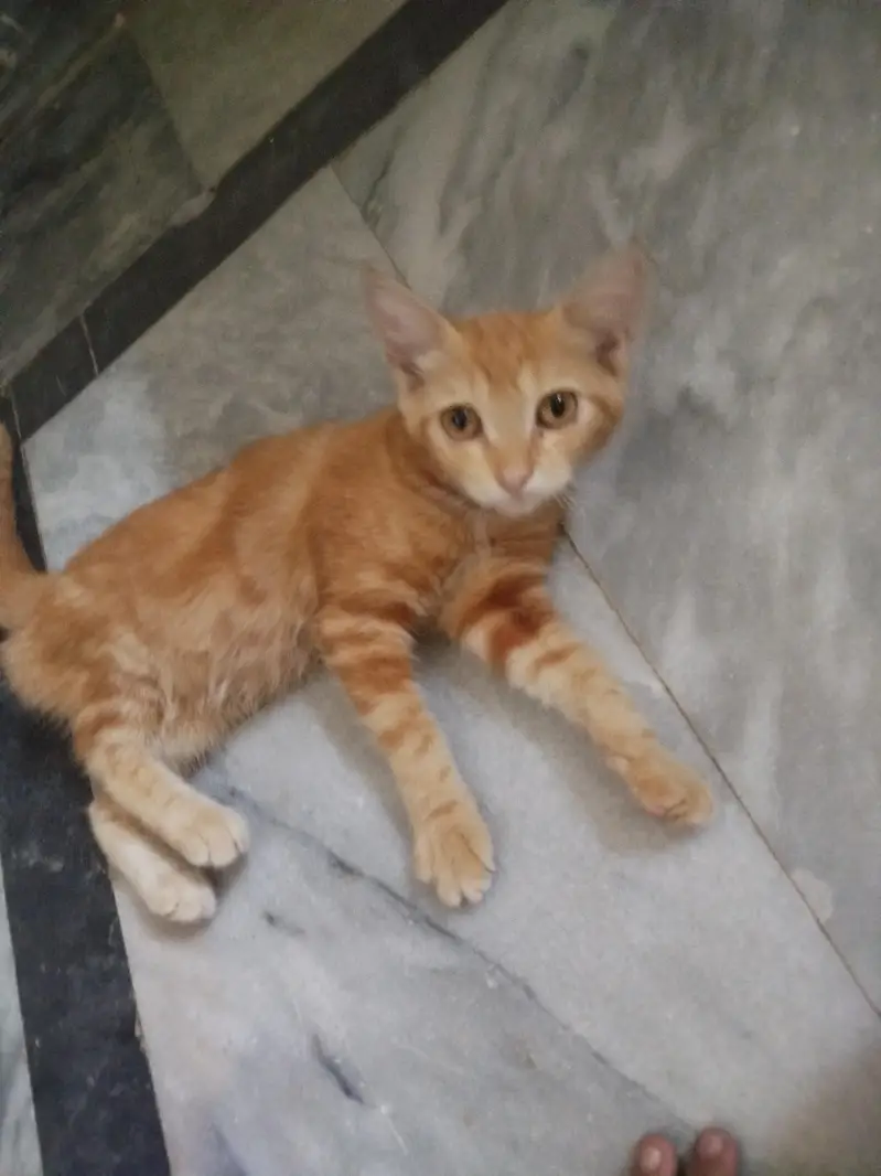 pair of two little Persian kittens — photo 3