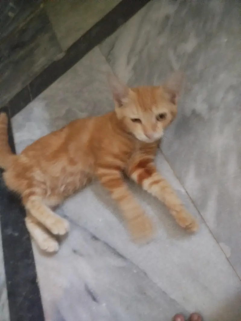 pair of two little Persian kittens — photo 4