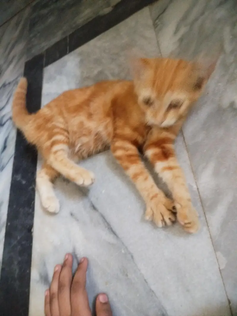 pair of two little Persian kittens — photo 5