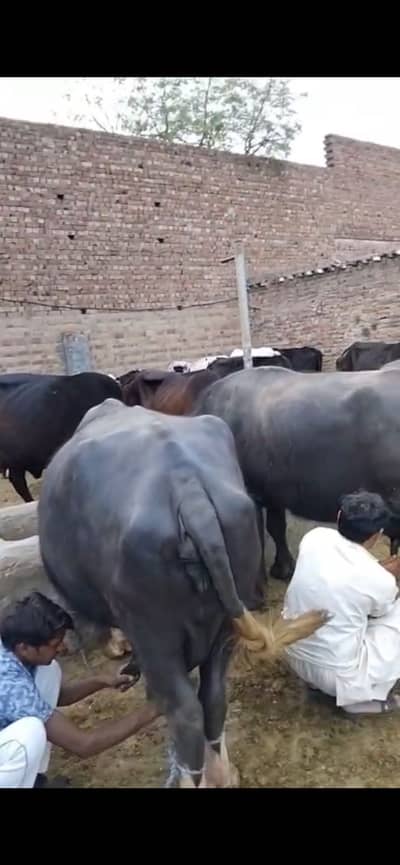 Dhod cow