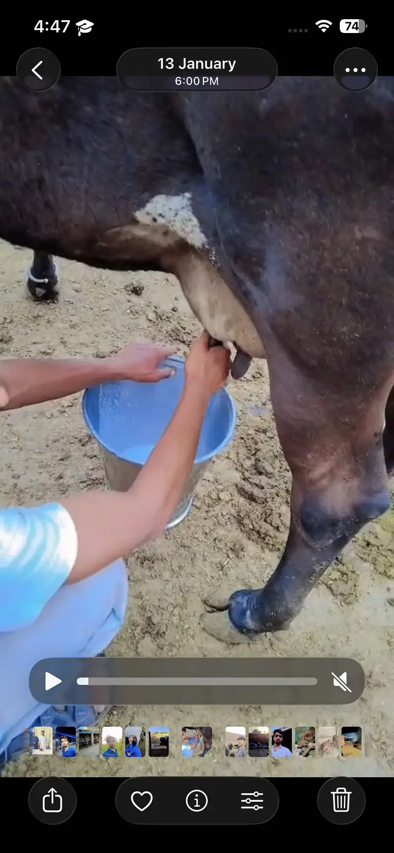 Dhod cow — photo 2