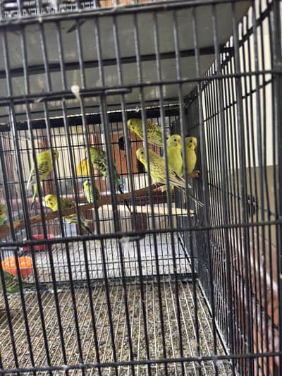 Healthy budgies and love birds for sale