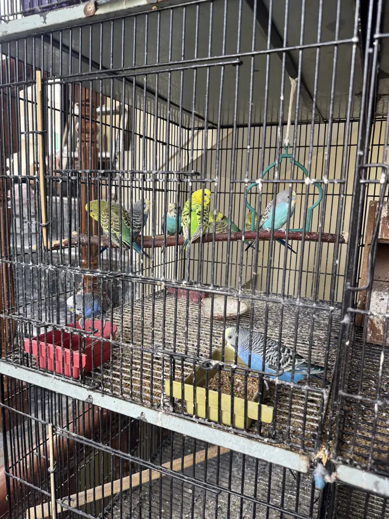 Healthy budgies and love birds for sale — photo 2