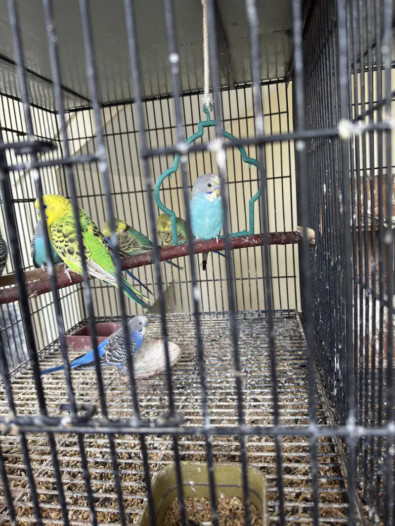 Healthy budgies and love birds for sale — photo 3