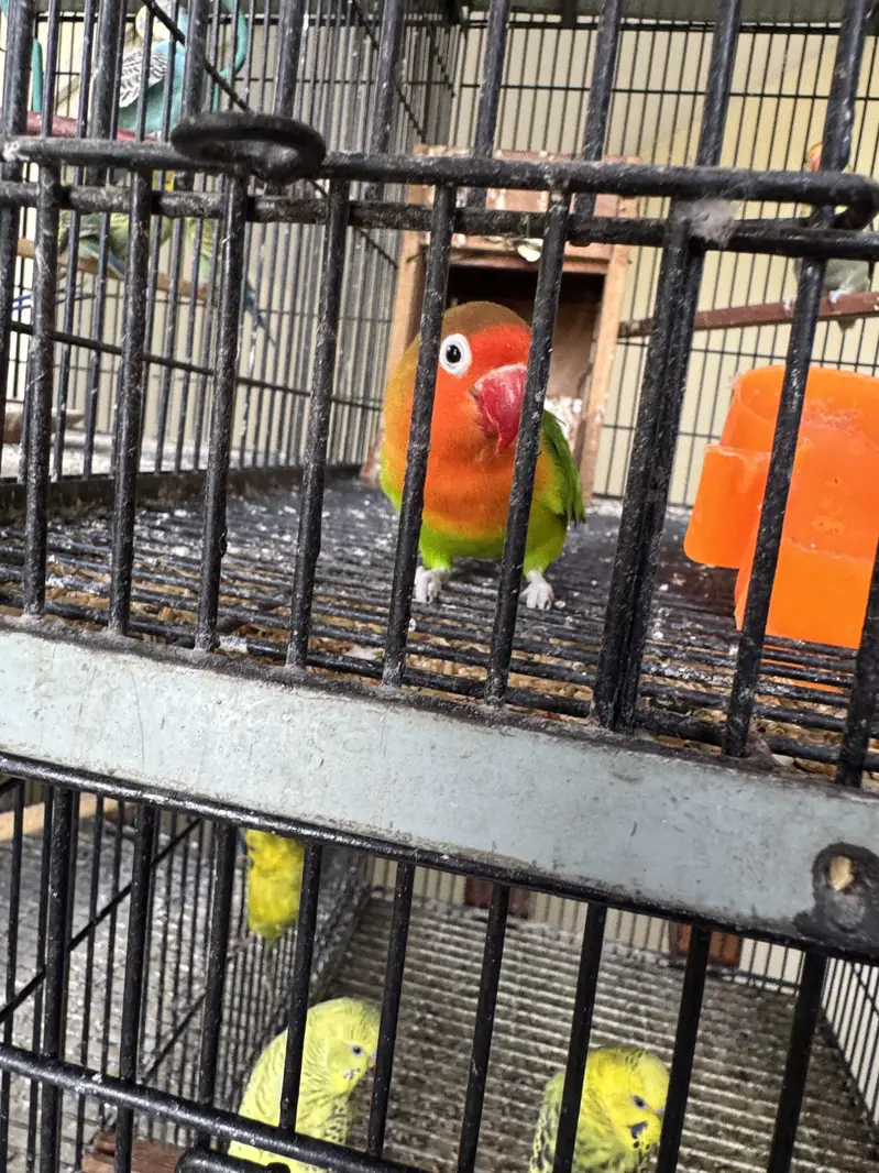 Healthy budgies and love birds for sale — photo 4