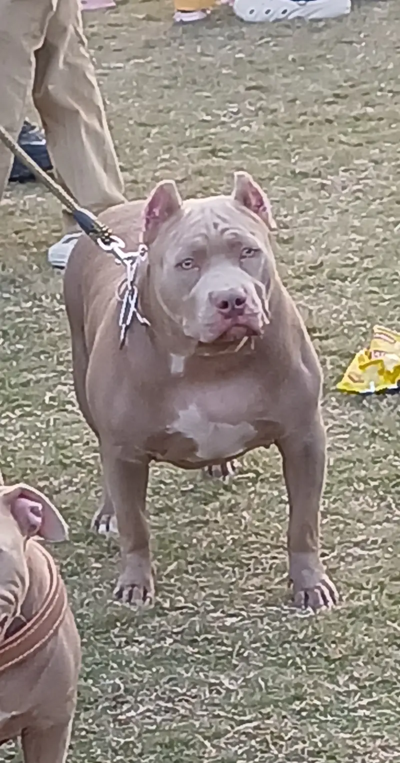 Adult Male American pit bull