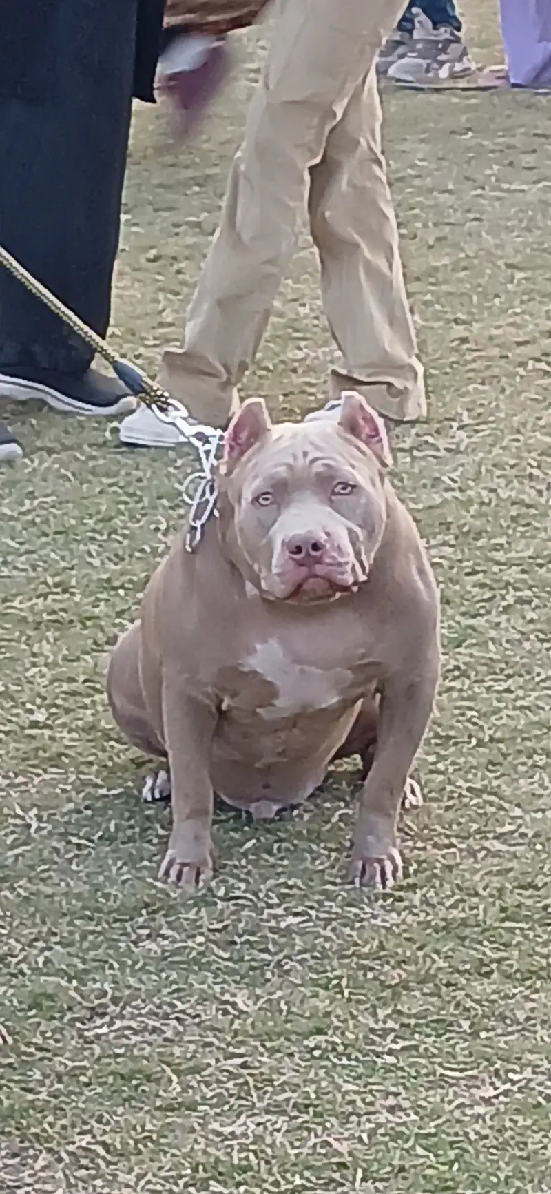 Adult Male American pit bull — photo 2