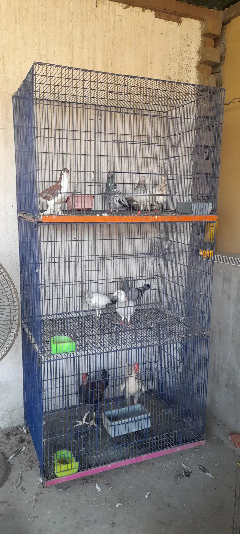Bird Cages 3×2×2 — photo 2