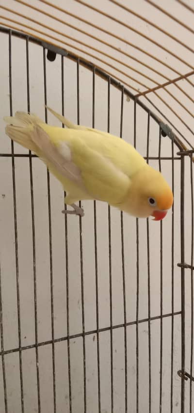 handtem bird's and first time breed