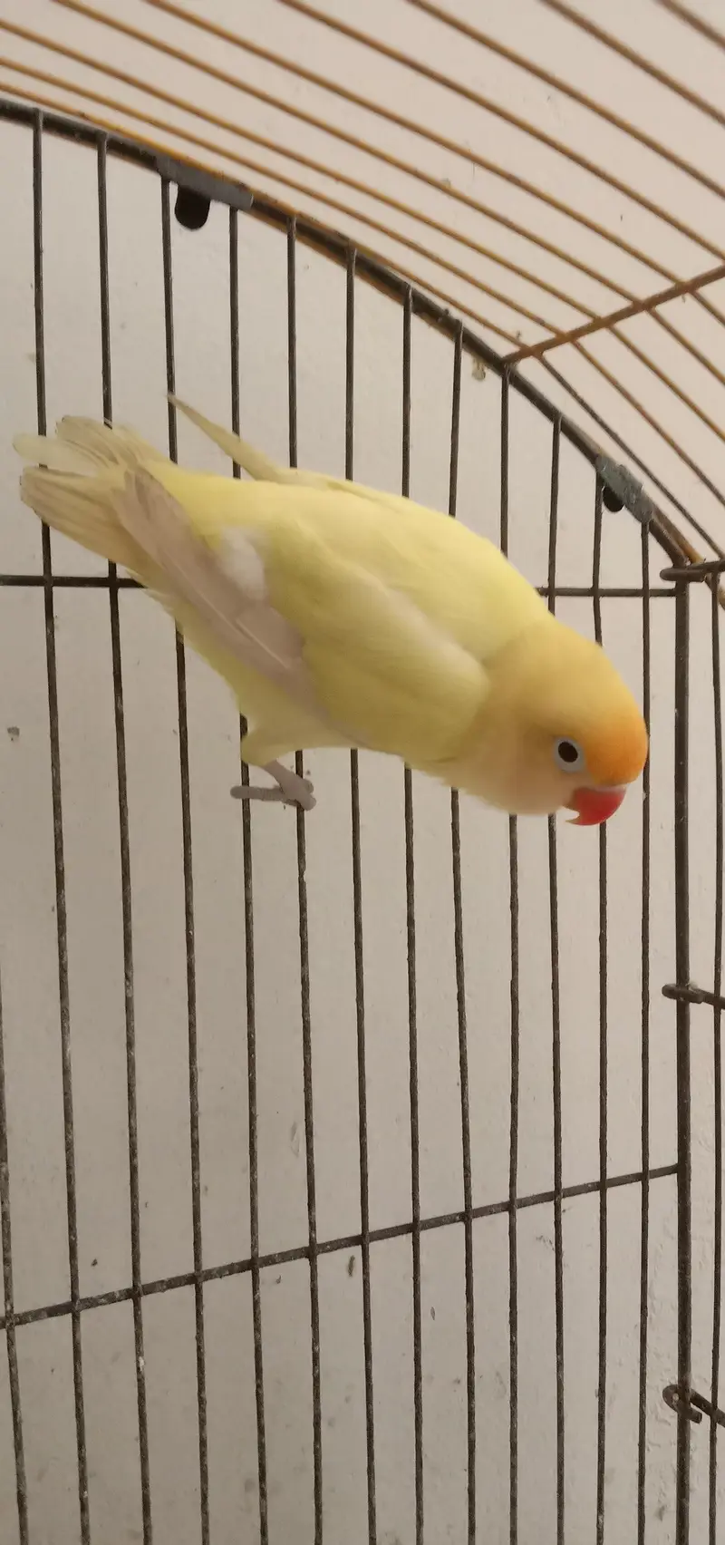 handtem bird's and first time breed