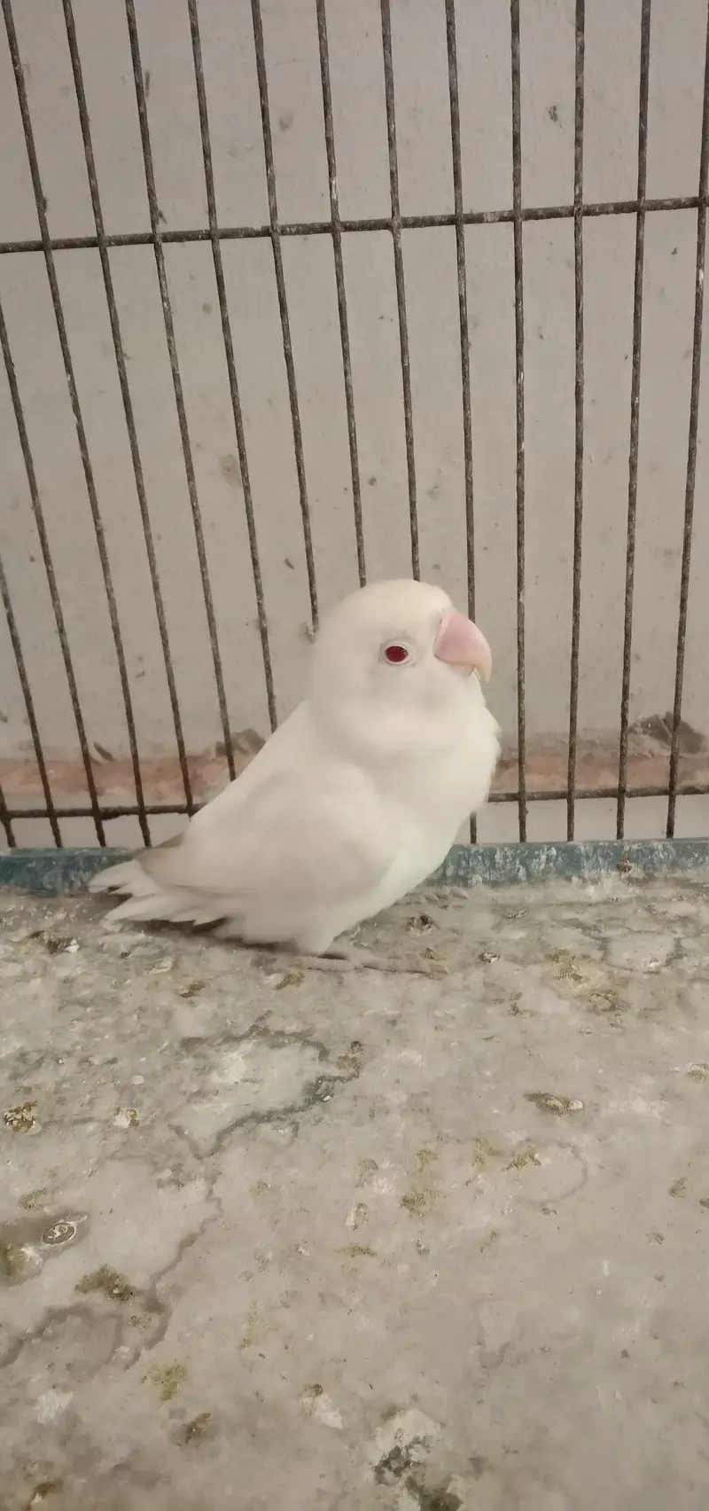 handtem bird's and first time breed — photo 2