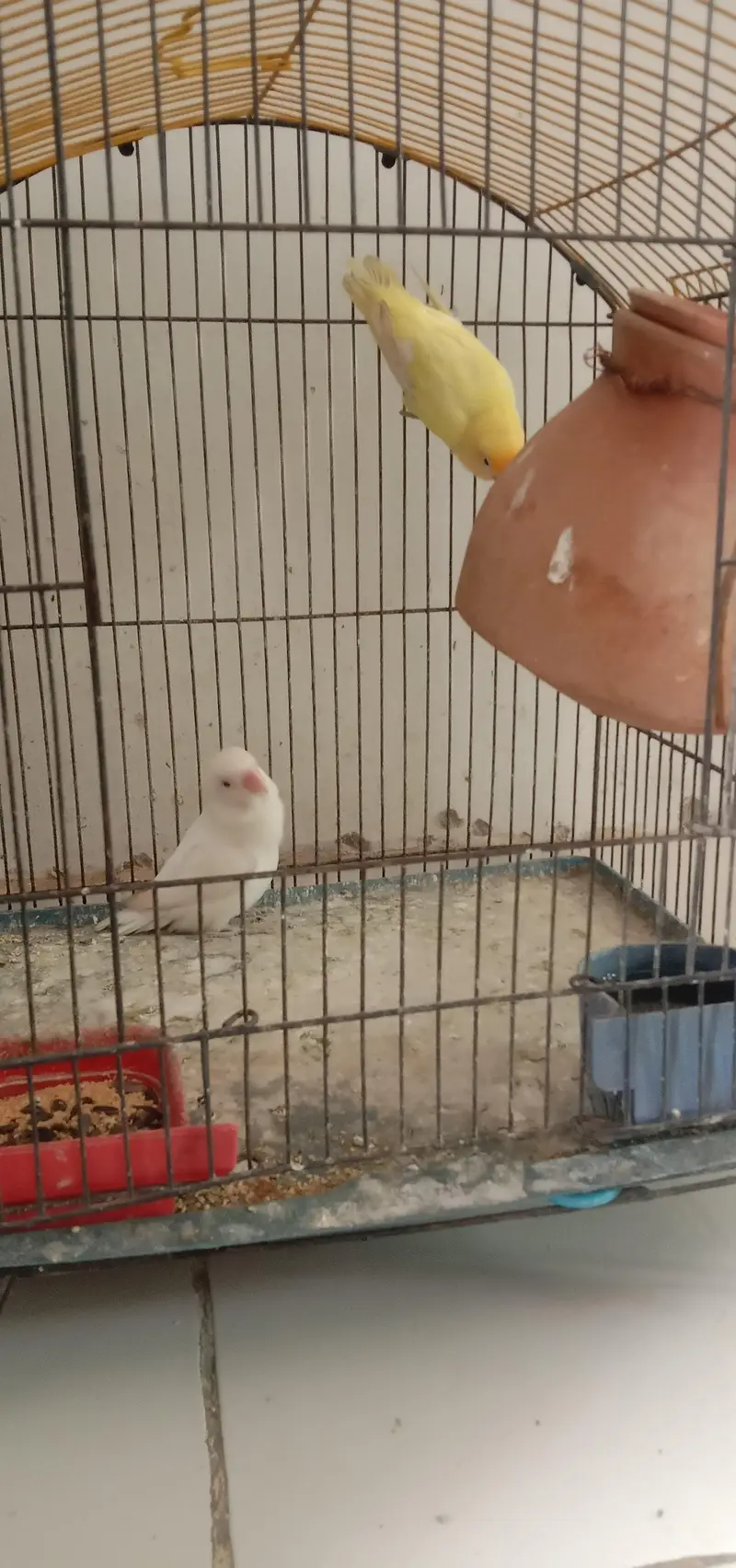 handtem bird's and first time breed — photo 3