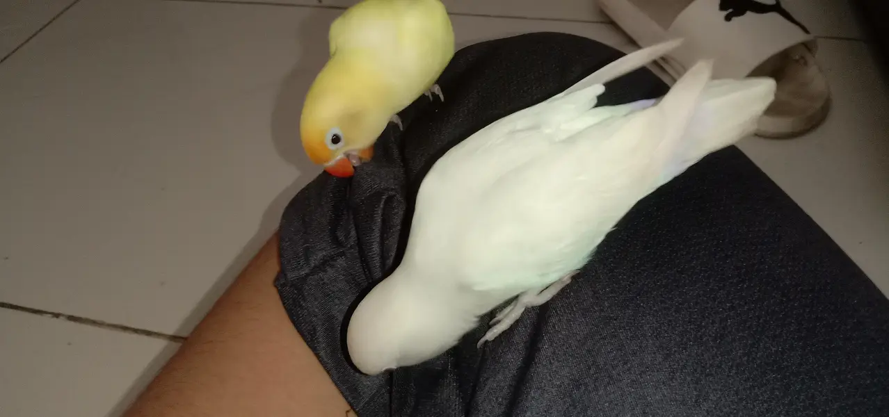 handtem bird's and first time breed — photo 4