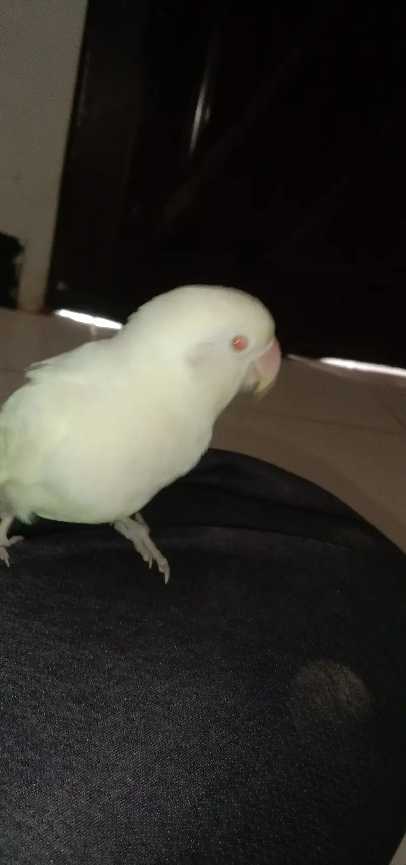 handtem bird's and first time breed — photo 5