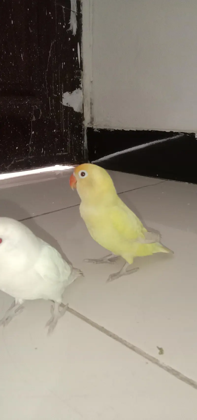 handtem bird's and first time breed — photo 6