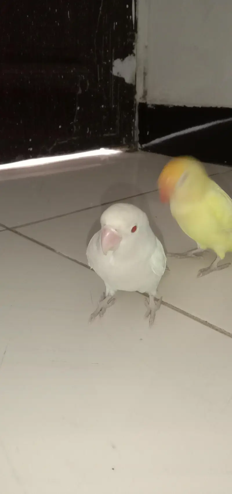 handtem bird's and first time breed — photo 7
