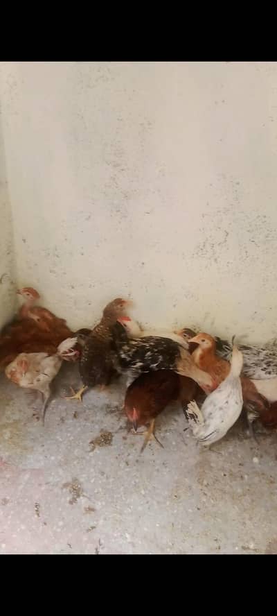 golden misri hens