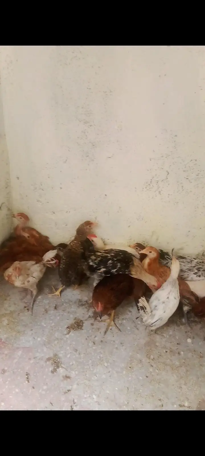 golden misri hens