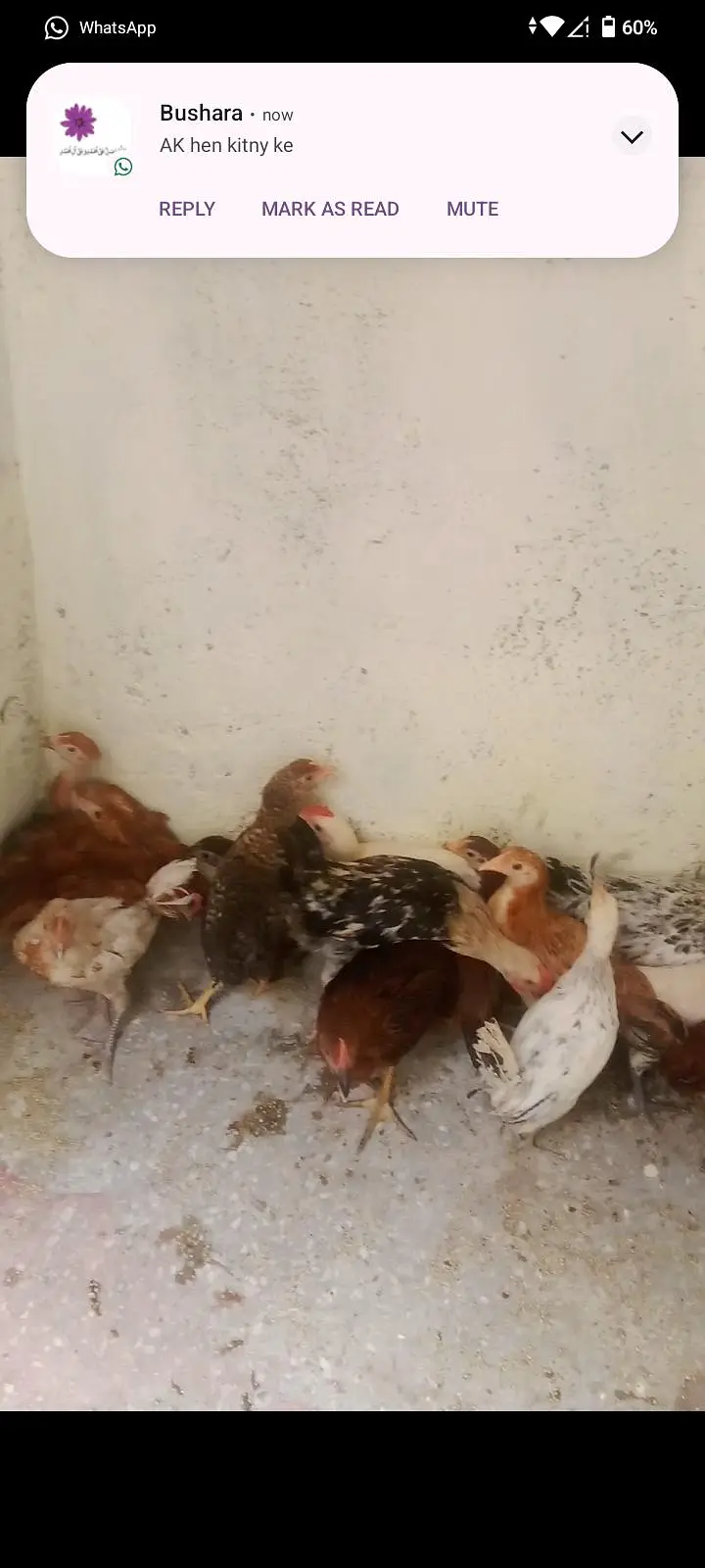 golden misri hens — photo 2
