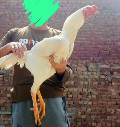 TOP QUALITY SHAMO EGGS AVAILABLE FOR SALE IN LAHORE (03086707442)