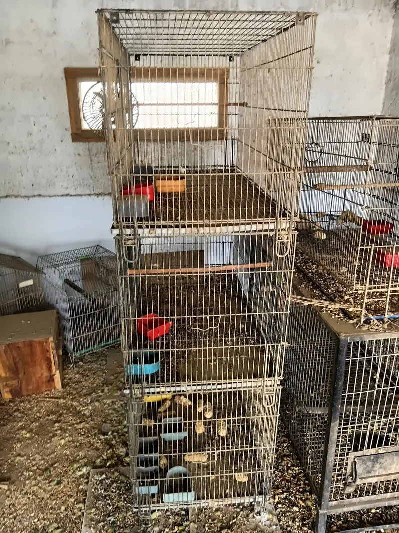 parrots cages — photo 2