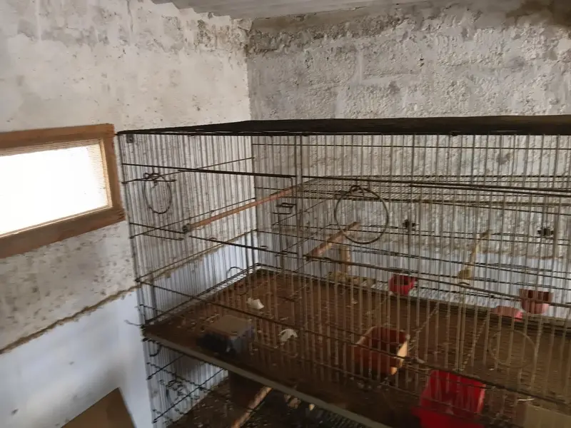 parrots cages — photo 3