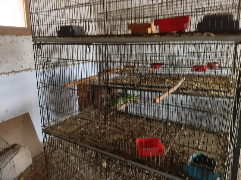 parrots cages — photo 4