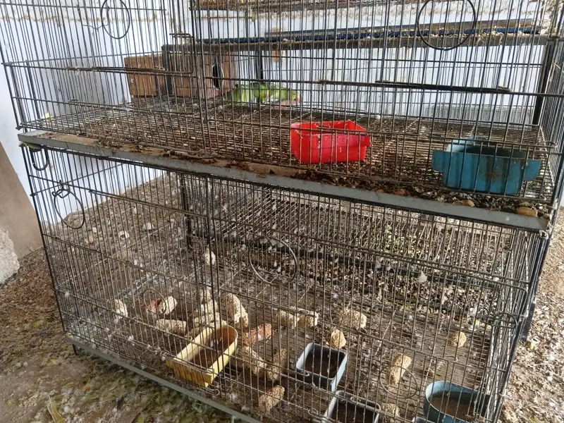 parrots cages — photo 5
