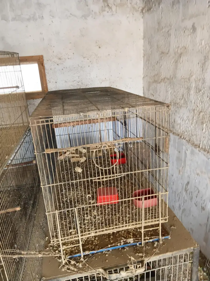 parrots cages — photo 6
