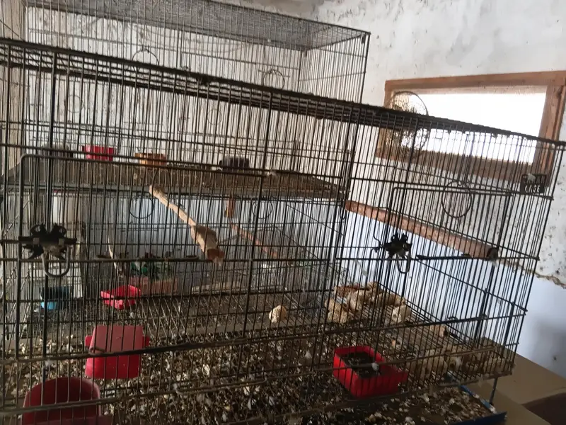 parrots cages — photo 7
