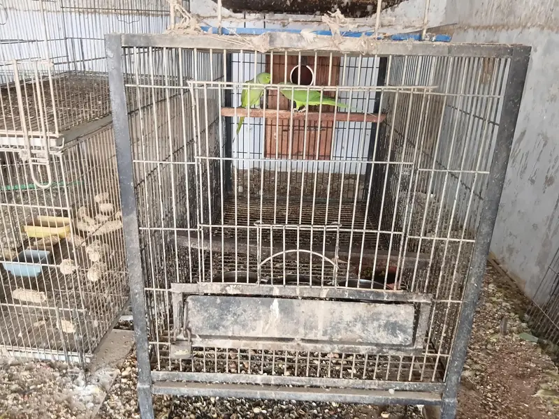 parrots cages — photo 8