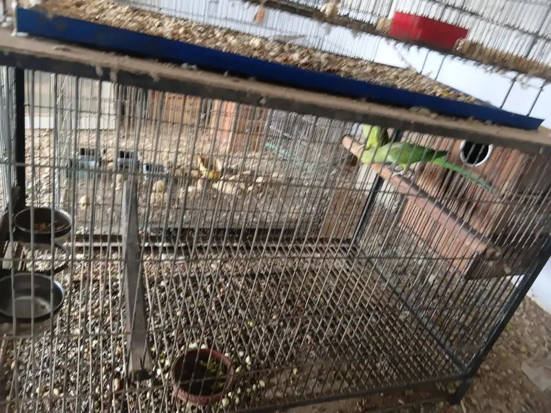 parrots cages — photo 9