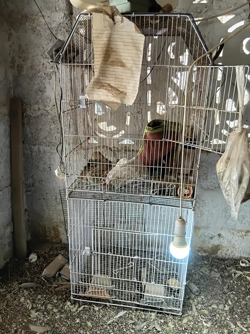 parrots cages — photo 10