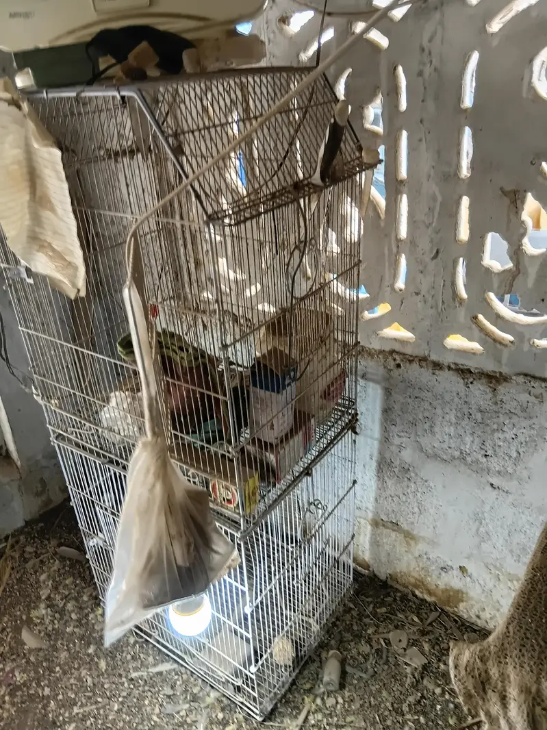 parrots cages — photo 11