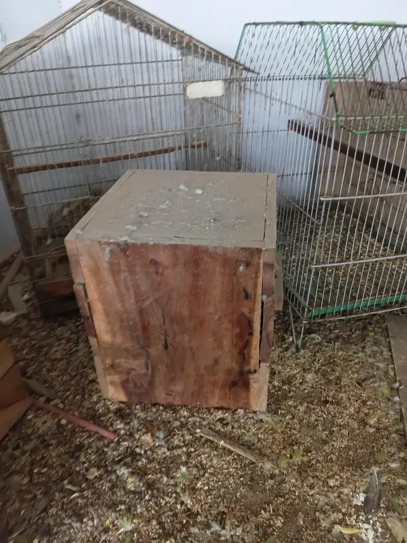 parrots cages — photo 12