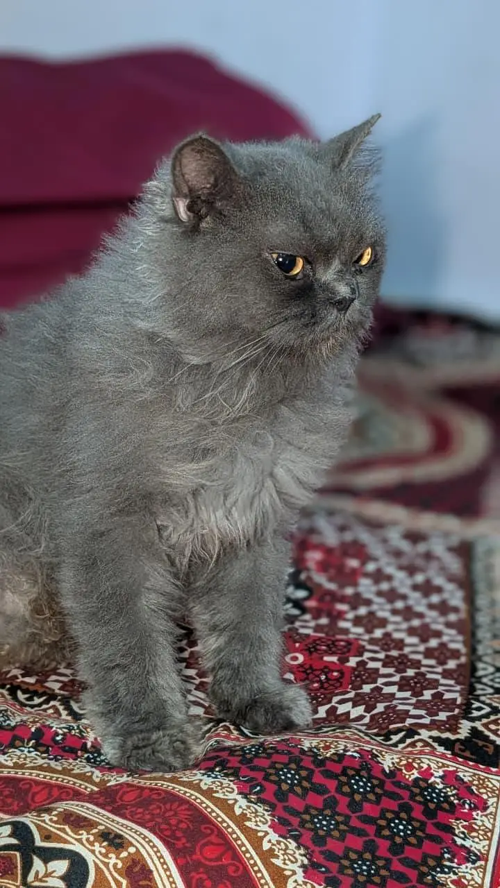 Pershion cat for sale