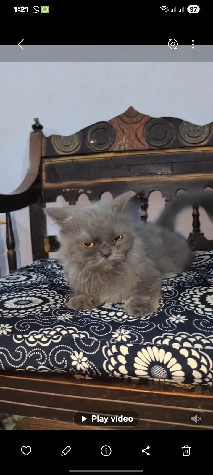 Pershion cat for sale — photo 3