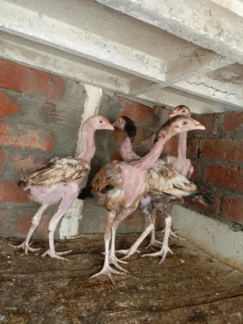 Aseel Mianwali Breed