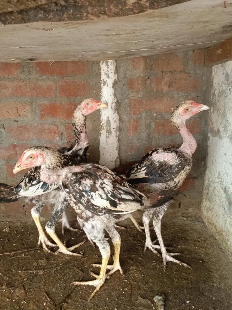 Aseel Mianwali Breed — photo 3