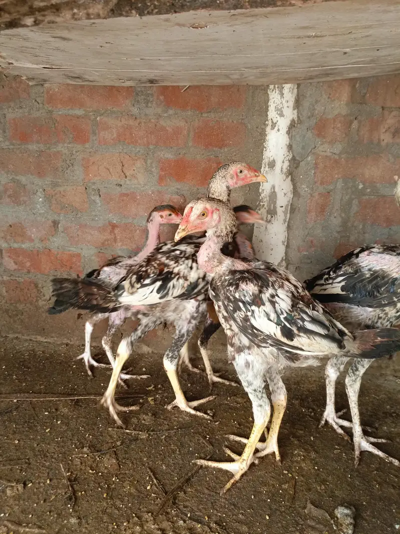 Aseel Mianwali Breed — photo 4
