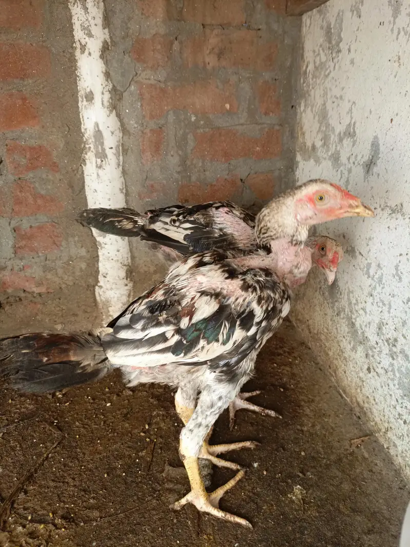 Aseel Mianwali Breed — photo 5