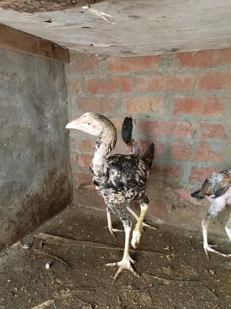Aseel Mianwali Breed — photo 6
