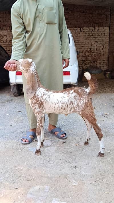 مکچینی نسل