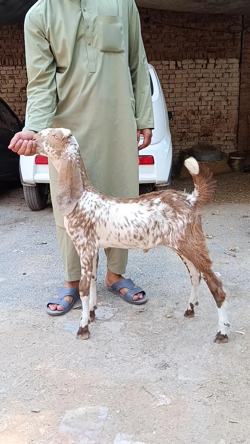 مکچینی نسل