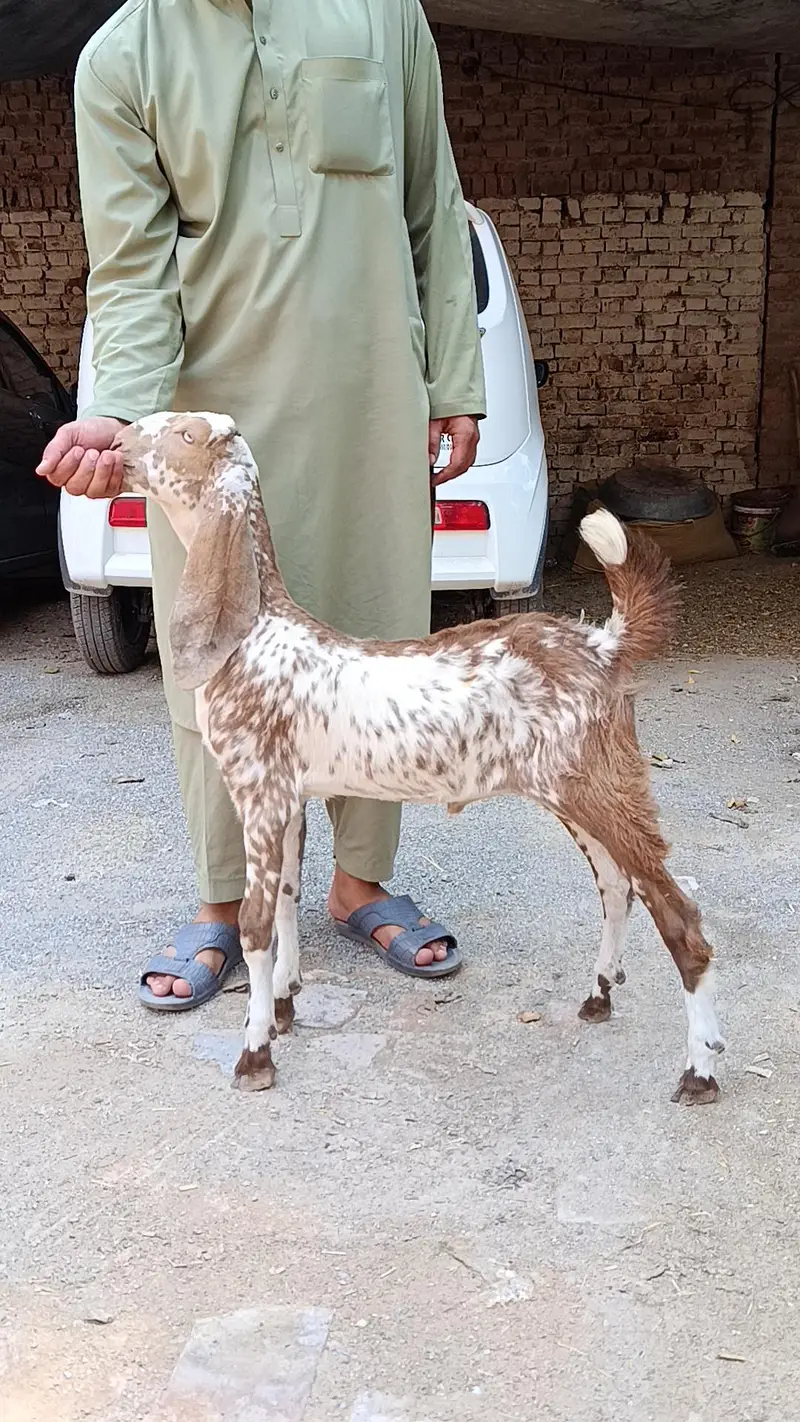 مکچینی نسل — photo 2